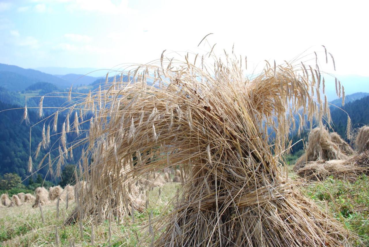 Farm Stay Rotovnik - Plesnik Slovenj Gradec Bagian luar foto