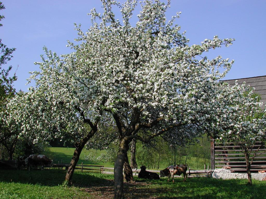 Farm Stay Rotovnik - Plesnik Slovenj Gradec Bagian luar foto